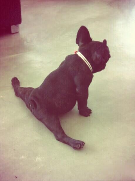 dancexthings's tweet image. That awkward moment when a dog is more flexible then you