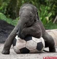 vesna_oslo's tweet photo. Soooooo f.... cute! ! http://t.co/T1UjKY0MBs