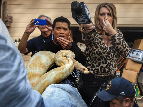 dkaszor's tweet image. Why did it have to be snakes?: House filled with 220 dead snakes makes neighbourhood gag natpo.st/1loB2aG