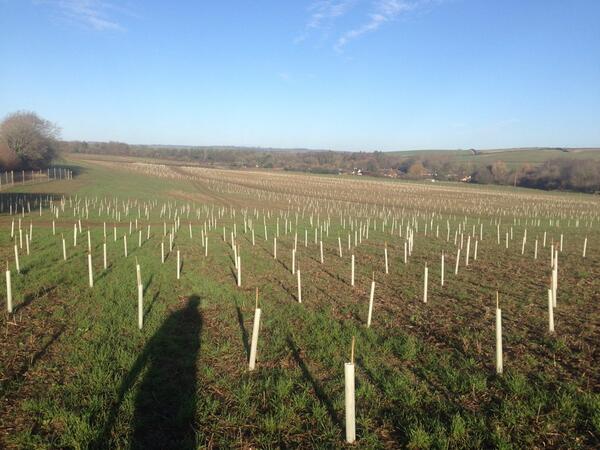 Jethrl's tweet photo. @DrBrianMay thanks for our woodland, it's going to be fun watching it grow! http://t.co/8wXUyDfh3H