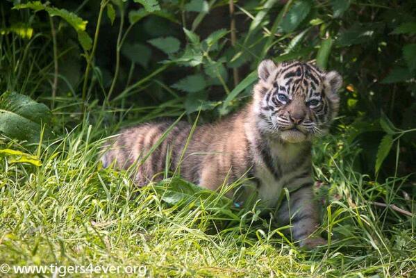 Tigers4Ever2010's tweet photo. #Tiger skin looks better on me than you-Don't buy made in China until it stops trading #tiger bodyparts if you agree http://t.co/ceZ7VDN3Lc