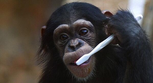 EcoDentistry's tweet photo. Did you know that apes and humans have the same number of #teeth, in the same order? This little guy even brushes! http://t.co/feCB4c6aht