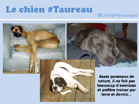 LeVraiHoroscope's tweet photo. Caractéristiques du chien #Taureau. http://t.co/yX0bSMHWn8