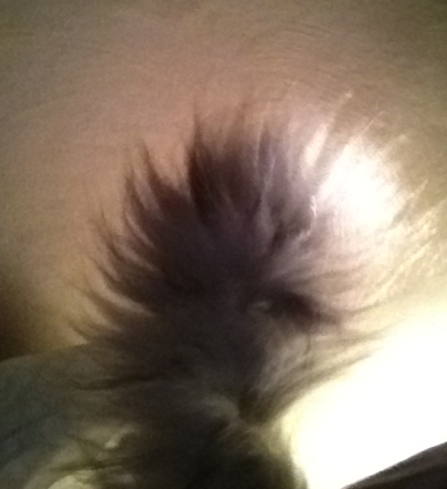 chatpernelle's tweet photo. kikidi que je pue du cul??? Gaffe hein, avec un peu de bonne volonté, j'peux faire le putois ^^ #Nomého #Putoimême http://t.co/wdDELGrqAz