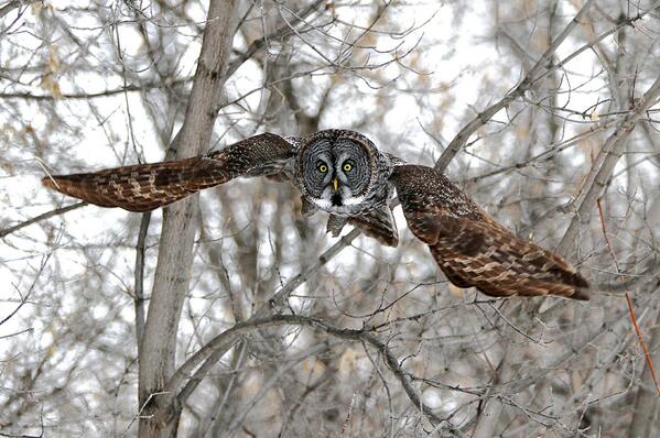 My awesome photographer buddy Dennis' work! #naturephotography #owls