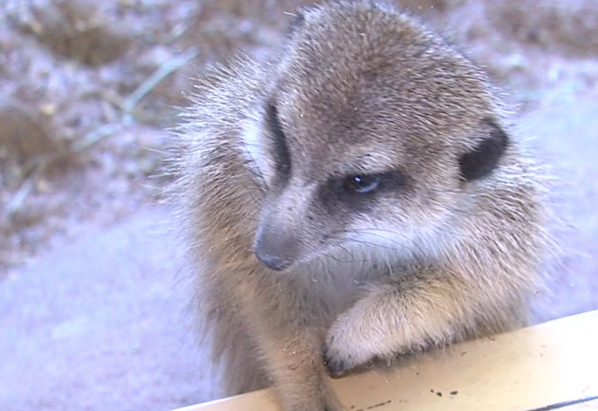 TheListShack's tweet image. TONIGHT!  An exclusive interview with Mr. #2 on this list - goo.gl/tMgWlZ @TulsaZoo