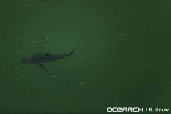 OCEARCH's tweet photo. #TBT to #ExpeditionCapeCod sighting of Katharine. Now she's by #FlaglerBeach, #Florida: http://t.co/FCGbBrK244 http://t.co/LnGTEWdiQW