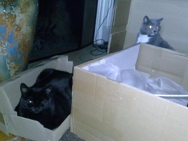 StephanieCNews's tweet photo. My two furry kids....enjoying the simple pleasures of life...like empty boxes. I love it! :-) #catcomforts #joy http://t.co/ULbt8aXUeC