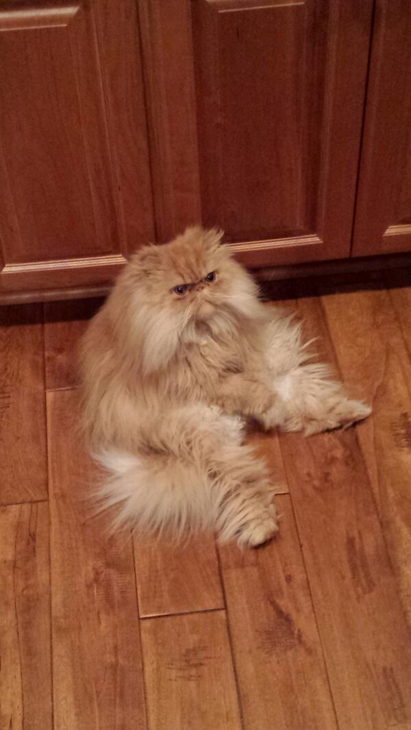 EBrosterhous's tweet photo. I finally realized why my cat sits like this. His favorite golfer is @JasonDufner #duffnering http://t.co/N44Pds14GB