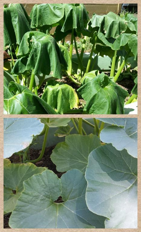 chef_jamie_ryan's tweet photo. Before and after. #water #pumpkin @CountyDining #garden http://t.co/9CtXOMuZhg