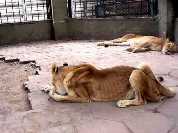 caryloco's tweet photo. Por favor RT #ZOO #Santiagodelestero #animales #malascondiciones @leavalcarcel @KaroSci @43morrison71 http://t.co/3CiMumtB3e