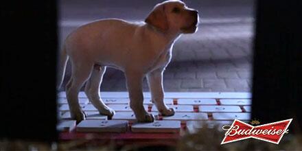 BudweiserPuppy's tweet photo. pkkpavllkqwjlwm (Translation: I’m tweeeeting. Tweeeeeeeeeeting. Tweeeeeeeeeeeting!) http://t.co/GDjD7QvI6z #BestBuds http://t.co/G3oQEVgZy8