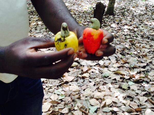 FT's tweet image. West African cashew farmers benefit from the trend for healthy snacks: on.ft.com/1iQvoMI