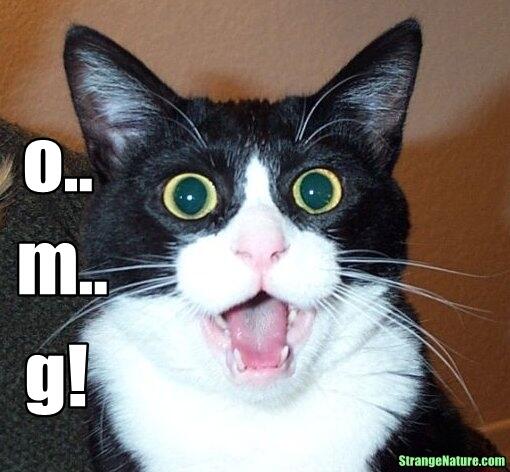 LastArundel's tweet photo. @c_warrell AHA! I'm a @Leo and my house...yes,is a jungle...! even the cat gets scared..humpfffff.... http://t.co/g4lJoDgi6e