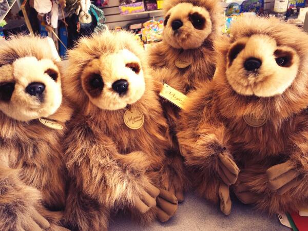 ToyShopPtbo's tweet photo. We got in a family of sloths today! @RiverviewZoo @PTBOSloths http://t.co/jtZ9VM7iTc