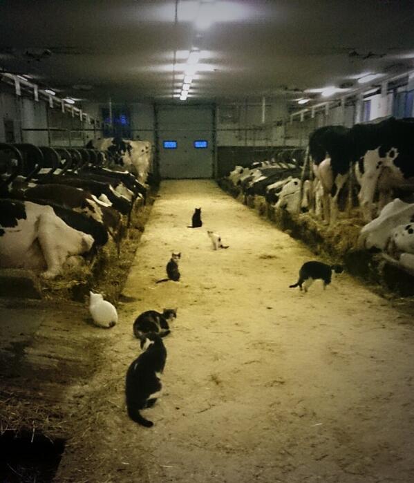 Chores are always more fun with kitty friends! #barncats #meow