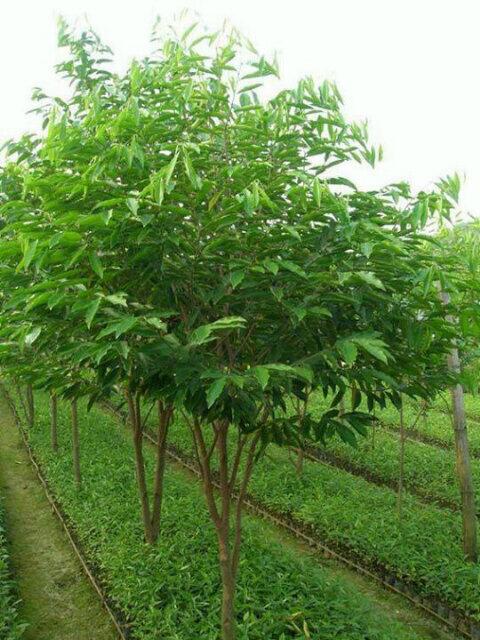 adhiprayogi18 tweet picture