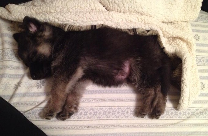 Sleeping beauty. :) http://t.co/3gQiwFqNlx<a href="/tag/dead"class="tags"><span>#dead</span></a>