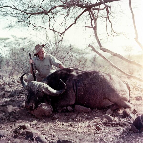 history_is_osm's tweet photo. Ernest Hemingway poses with water buffalo, Africa, 1953. http://t.co/p8QC4ySak1