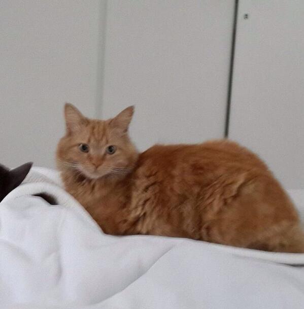nikkisusman's tweet photo. @Parkhurst_JHB please help me find Lilli - she is lost from her home in 7th st Parkhurst. 082 4456 017 http://t.co/m3FLDxF9OA