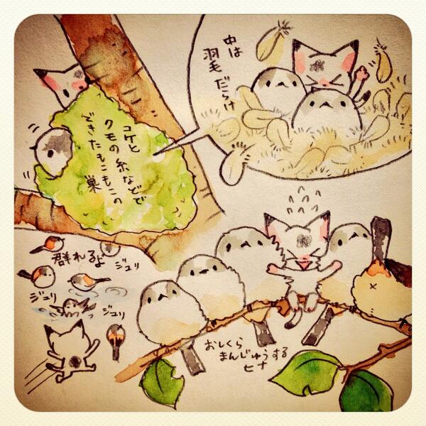 エナガのいろんなところが好きだよ 