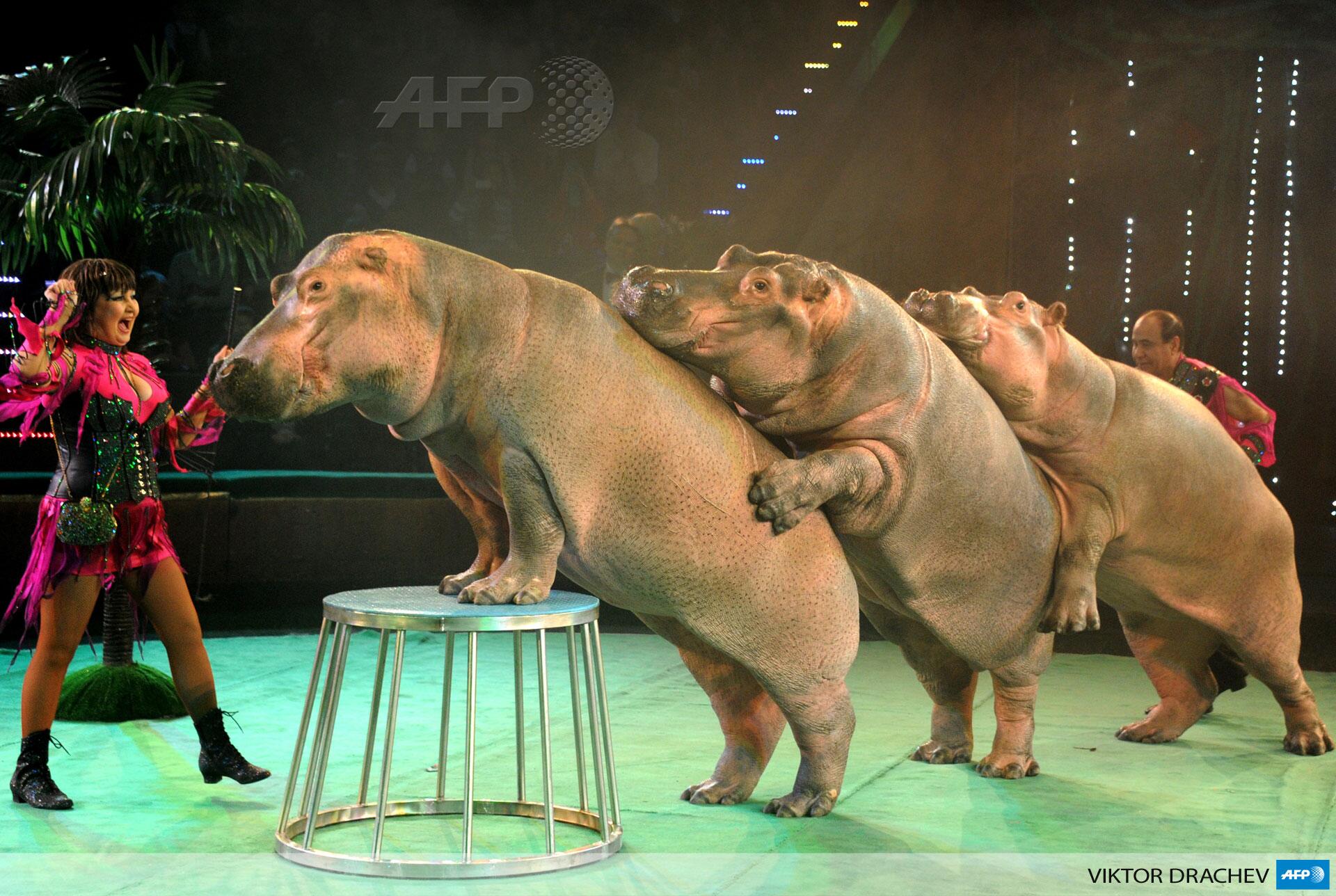 AFP News Agency on Twitter: "Hippos perform in a circus in the Belarus  capital Minsk yesterday http://t.co/WTbk9LMTbI" / Twitter