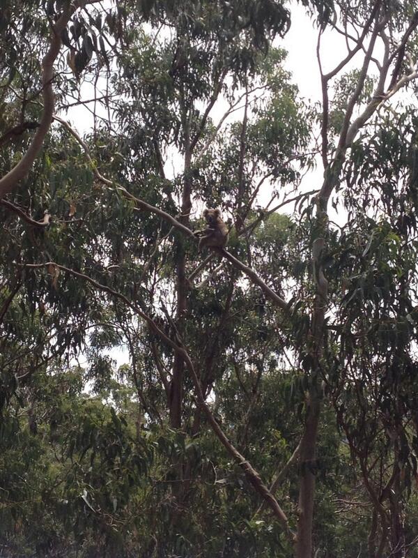 Today I learned I have a hidden talent: koala spotting. #GreatOceanRoad #KennettRiver