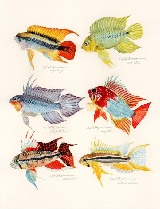 魚のtwitterイラスト検索結果 古い順 魚のtwitterイラスト検索結果 古い順