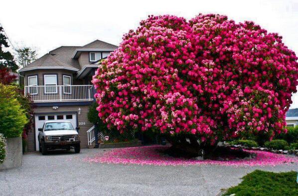 PS5XboxSaIe's tweet photo. Rhododrendon Tree,
it looks beautiful http://t.co/enw1UHITwy