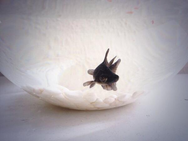LauEzq's tweet photo. Boquerón, bienvenido a la familia http://t.co/mCzXZWIe6j