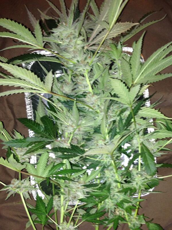 itweetaboutweed's tweet photo. Chopped down some Tahoe OGs today. Suuuper fire! #tweed #homegrown #420 @stoner_stuff http://t.co/nJ5pi8sAJW