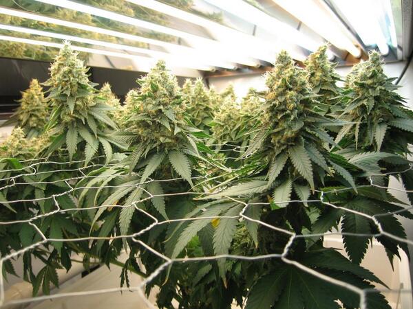 Dinafem's tweet photo. Blue Widow #scrog http://t.co/7wurFyFEXi
