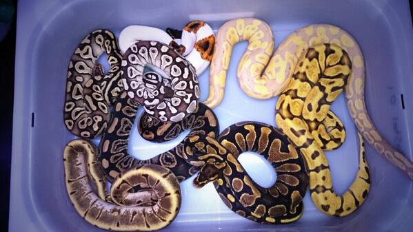 sweballpythons's tweet image. One Day left to expo Stockholm hope to find some new nice animals to the colletion. Maybe some lizards and snakes