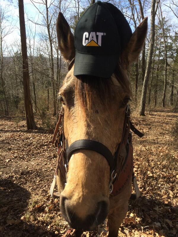 ThompsonCat's tweet photo. Happy Friday Caterpillar lovers! #CAT #ThompsonMachinery http://t.co/qm5Qlzmo4S