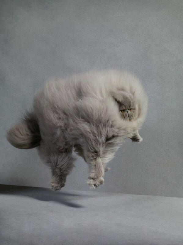 Fluffy Cat, Fluffy Cat, what are they feeding you..?