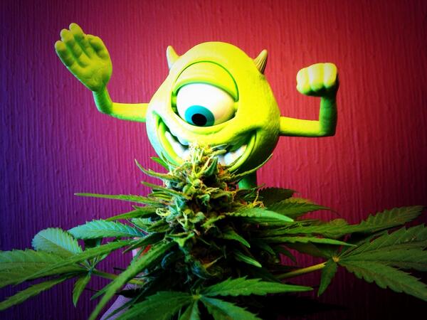 SaNteCorp's tweet image. 👀 A #MikeWazowski le encanta mi #BigDevil