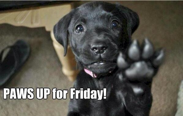 Ms Kitten (@ginger_kitten1) on Twitter photo 