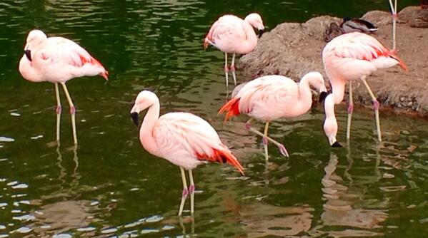 SistineSeagull tweet media