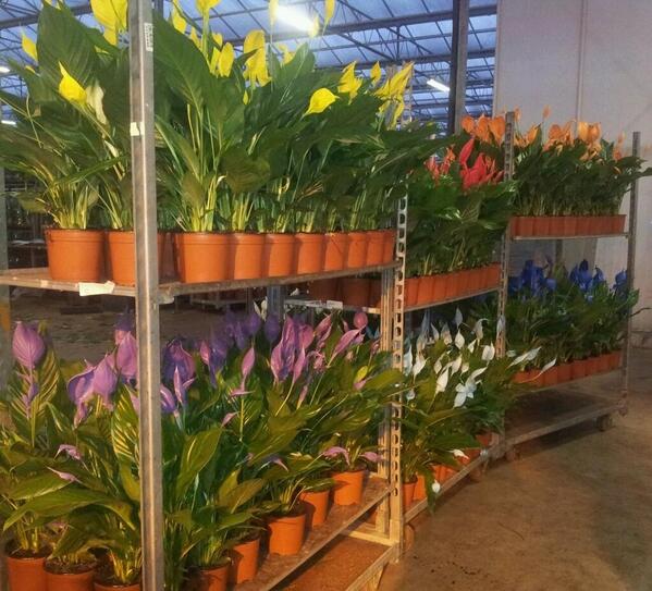 ColorSplash11's tweet image. Nieuwe vrolijke kleuren voor de Italiaanse markt!