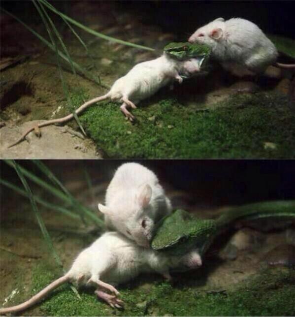 This mouse actually tried to save the life of his friend by biting the snake's head. Unfortunately, his friend died.