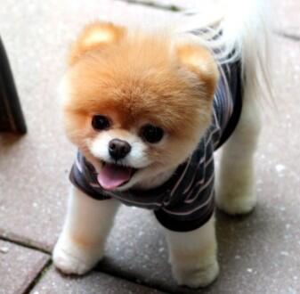 ChannelPopBox's tweet image. Happy Chinese New Year, looking forward to frying up buster tonight #jamieawkward #popbox #AwkwardMoments