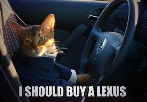 JustCatThoughts's tweet photo. #CatThought of the day http://t.co/zUyAHvRLDm