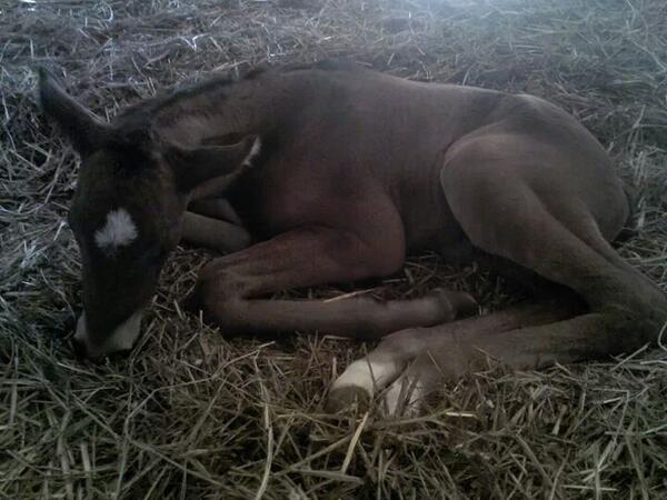 OTTBEQJumper's tweet photo. Just born pic... this is Friday! http://t.co/1ytxDC1hqf
