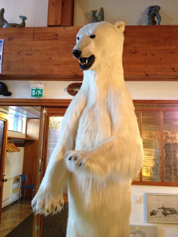 maripynssi's tweet image. Näin tänään jääkarhun. #Nanoq #Pietarsaari