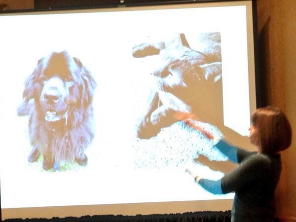 thubten's tweet photo. Do you have a cat brand, or a dog brand? Sheri Fitts of @ShoeFitts at #SignalCon. http://t.co/H0H2WIQrKJ
