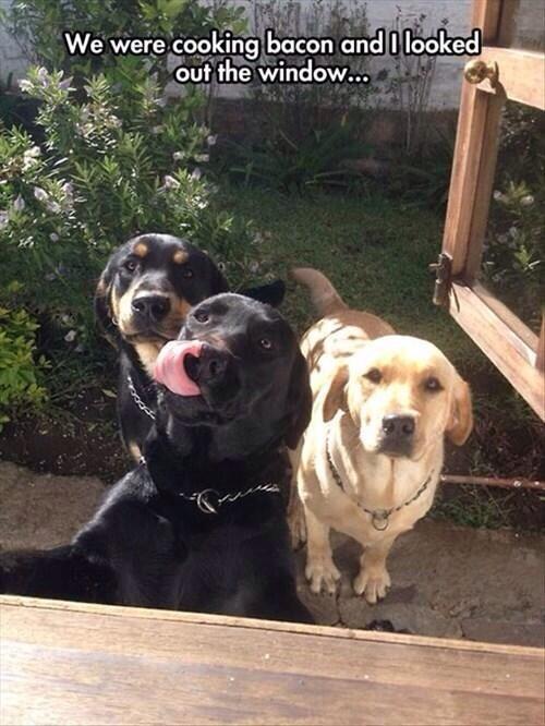 Johanna Dolittle MD (@wayanimalsare) on Twitter photo 