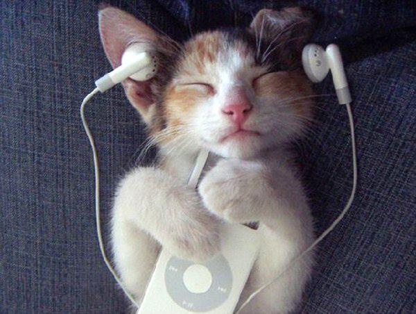 Enigmaisland's tweet image. #MusicAddiction ;) #HashtagAddiction #CatAddiction #Tomacco #Addiction #BitcoinAddiction #AantonopAddiction @aantonop
