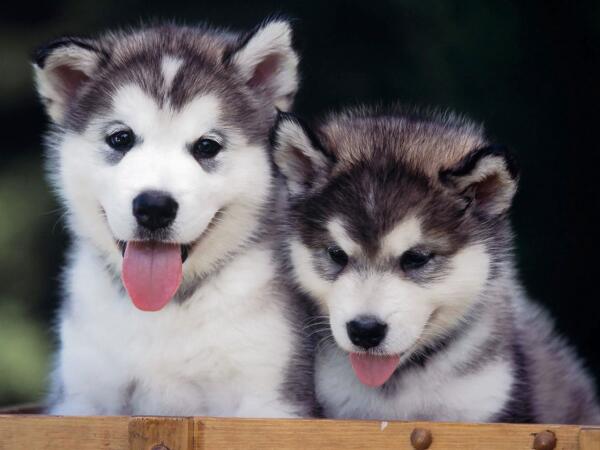 Cocoa_x's tweet photo. Aww I want one #siberianhusky #puppy http://t.co/B74JI0sKeP