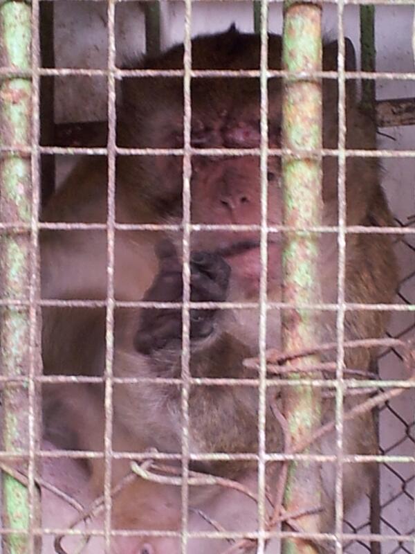 sukawati's tweet photo. @jaan_indonesia sick monkey in jl merdeka bandung, many abces, one eye, scratching http://t.co/krxoCHdSGM