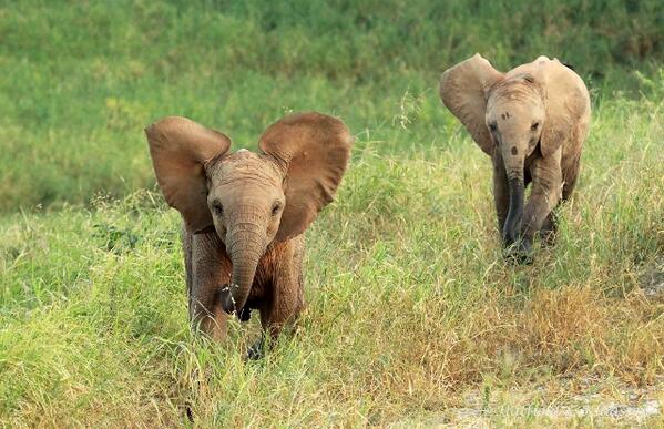 StratHatfield's tweet photo. Saw these two #baby #elephants in Tsavo West NP in #Kenya yesterday.
#Safari #photography #wildlife http://t.co/EK3n7pfZdO